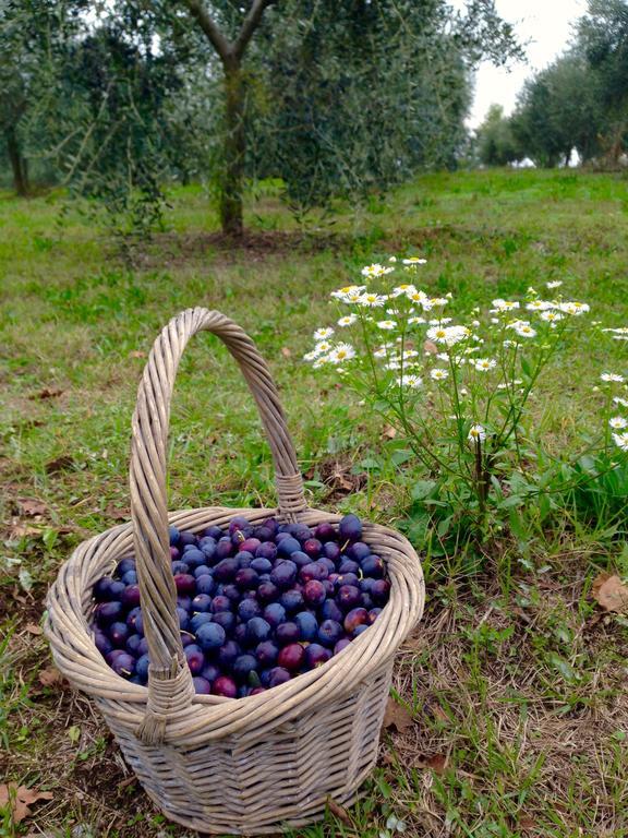 Séjour à la ferme Sambuco